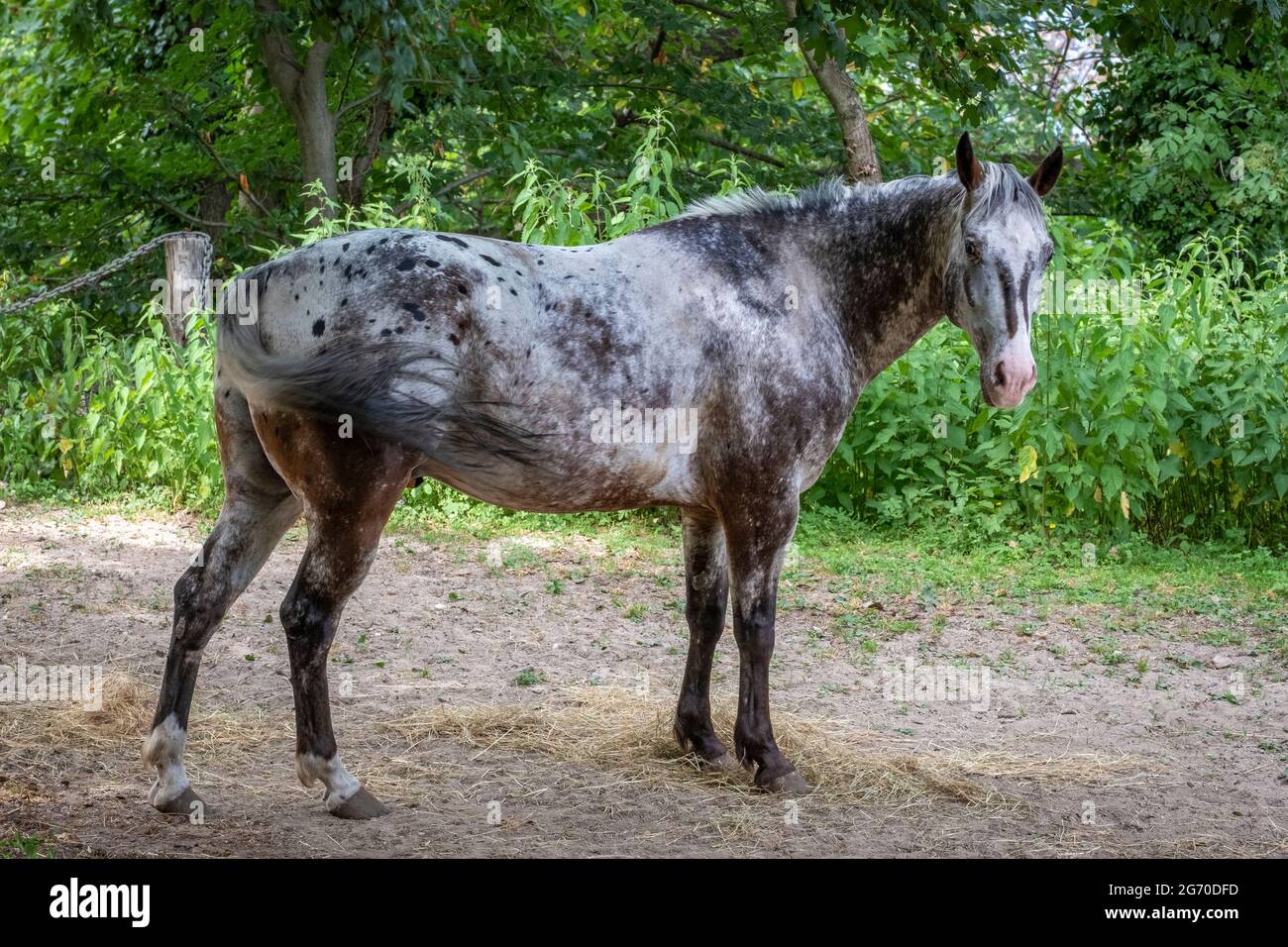 brown and grey horse at the Lago Maggiore Stock Photo Alamy
