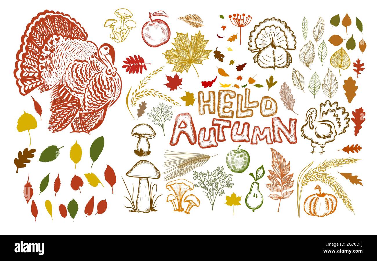 Autumn Ruler Turkey ruler Stock Vector Images - Alamy