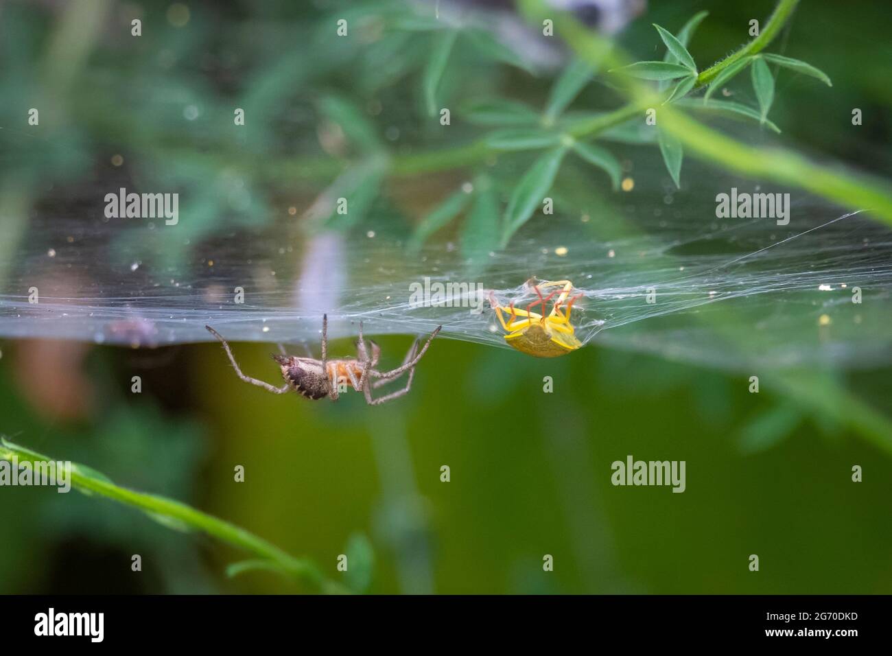 a spider kill and eat an insect in her web Stock Photo Alamy