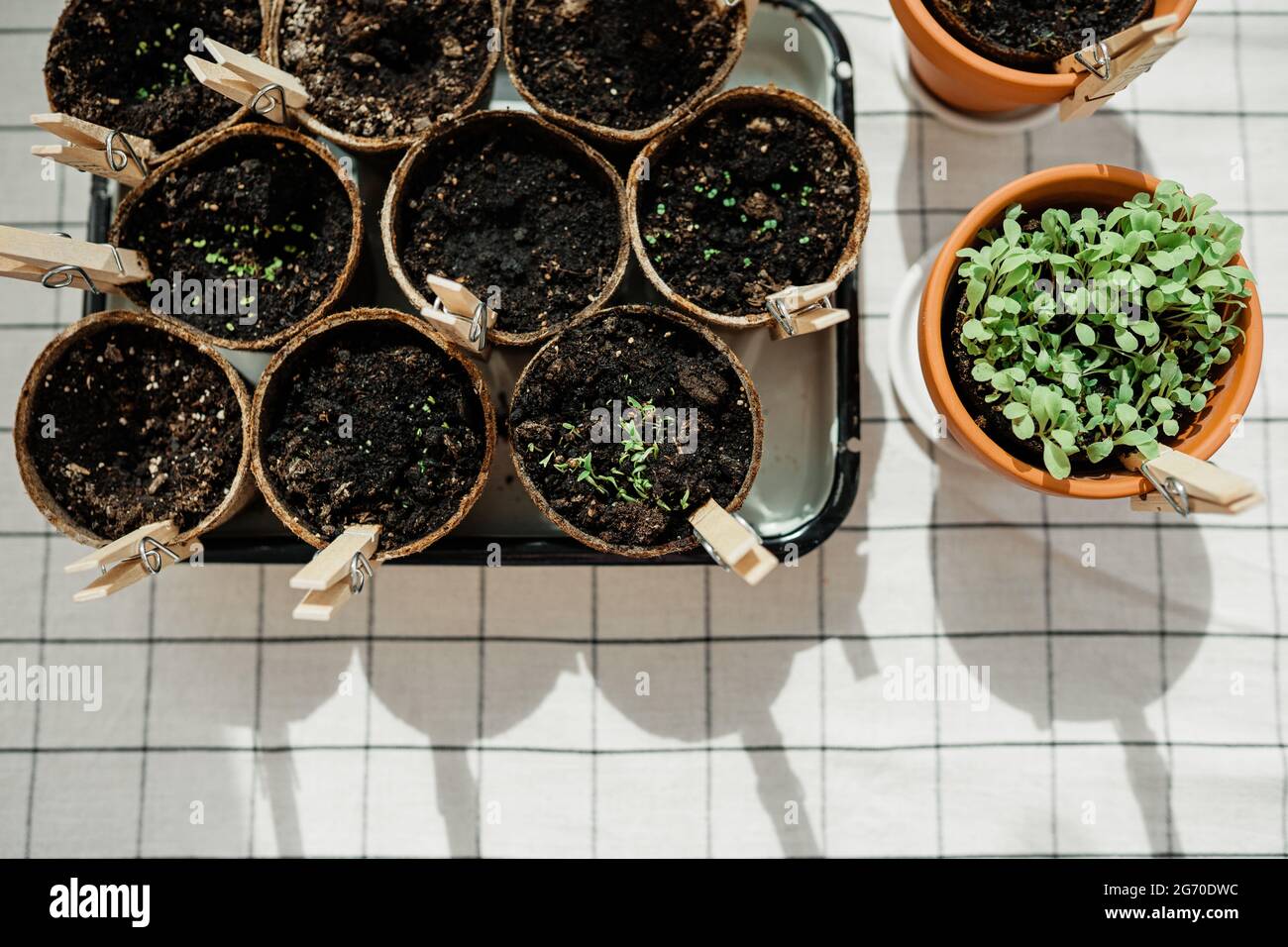 Planted herbs in peat pots Stock Photo Alamy