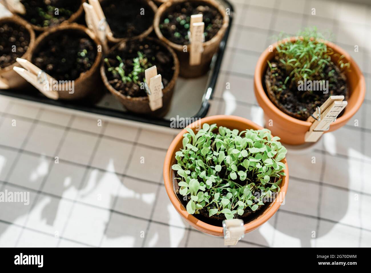 Planted herbs in peat pots Stock Photo Alamy