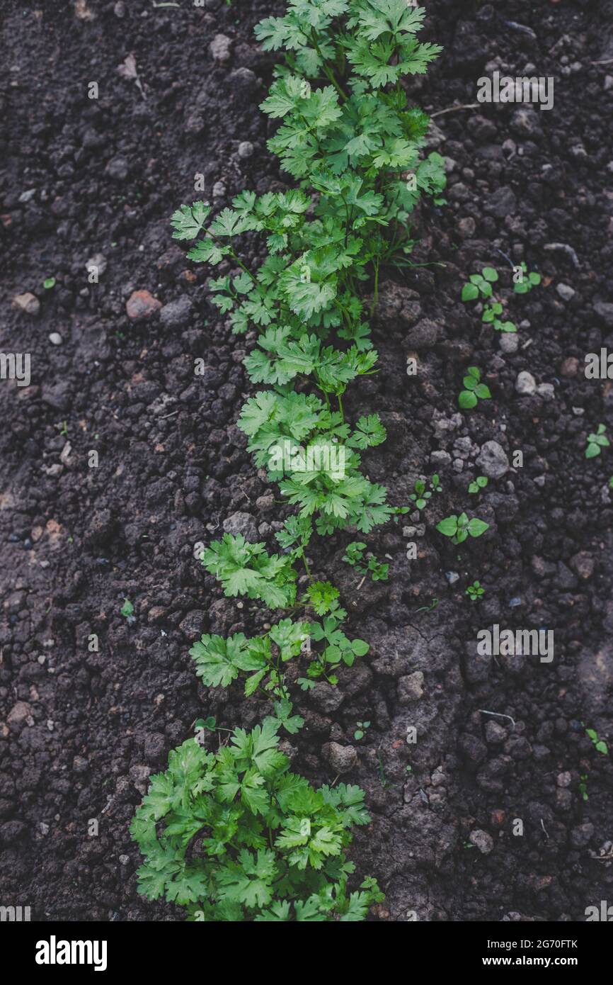 Ecologically grown green, fresh, new season parsley (Petroselinum crispum) growing in home garden in brown soil, suitable for vegetarians and vegans, Stock Photo