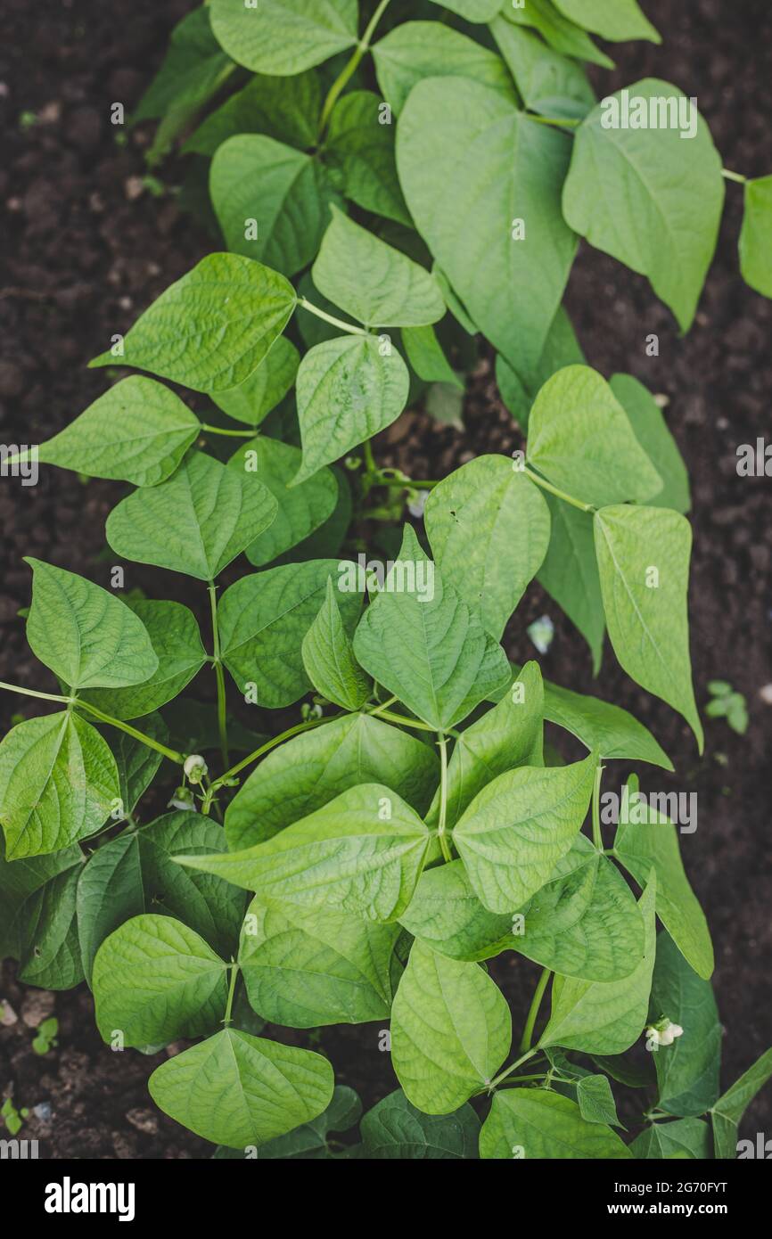 Lima beans season hires stock photography and images Alamy