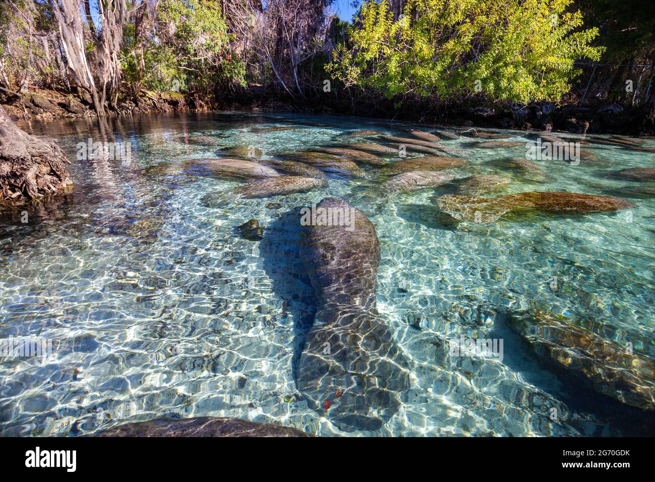 Endangered Florida Manatees, Trichechus manatus latirostris, gather at