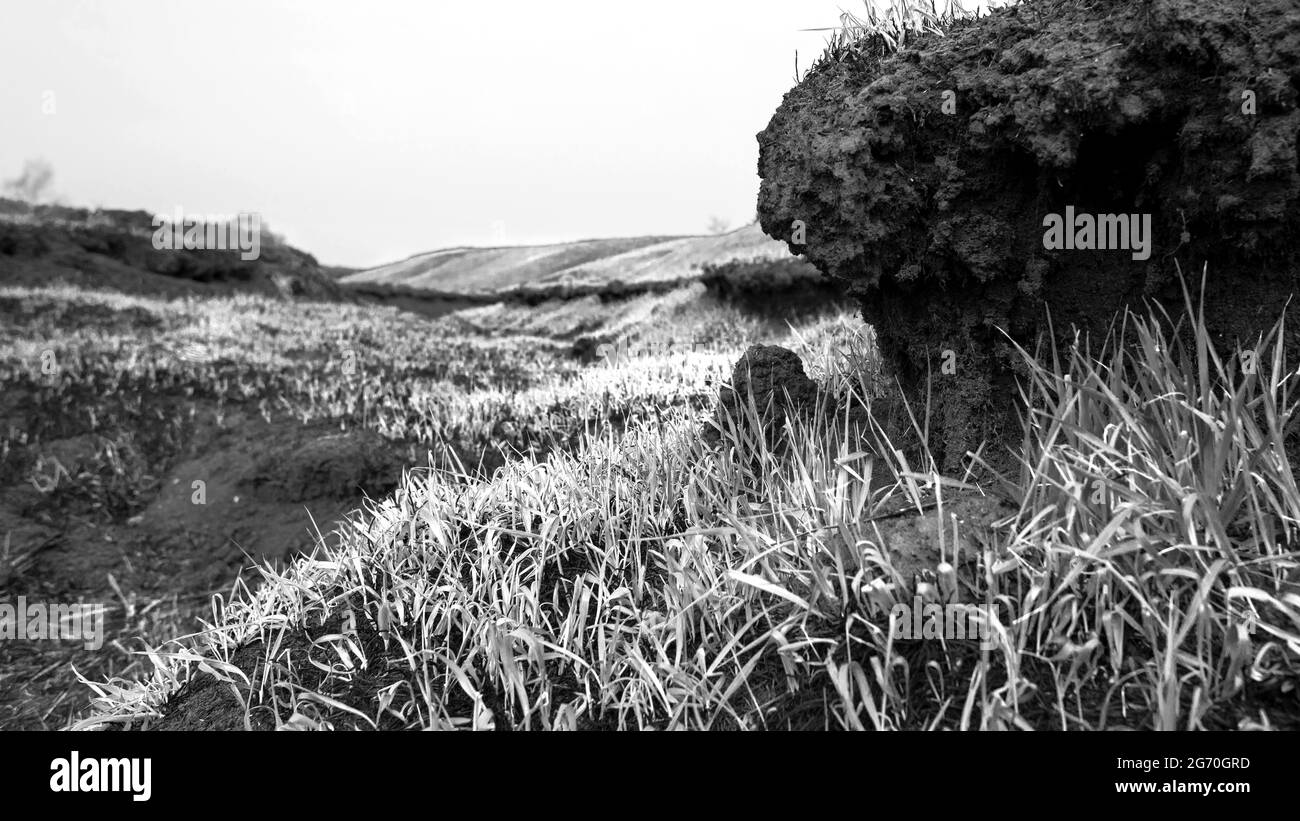 Relief of the burnt-out field. Fresh green grass, soil and roots, black and white photo Stock Photo