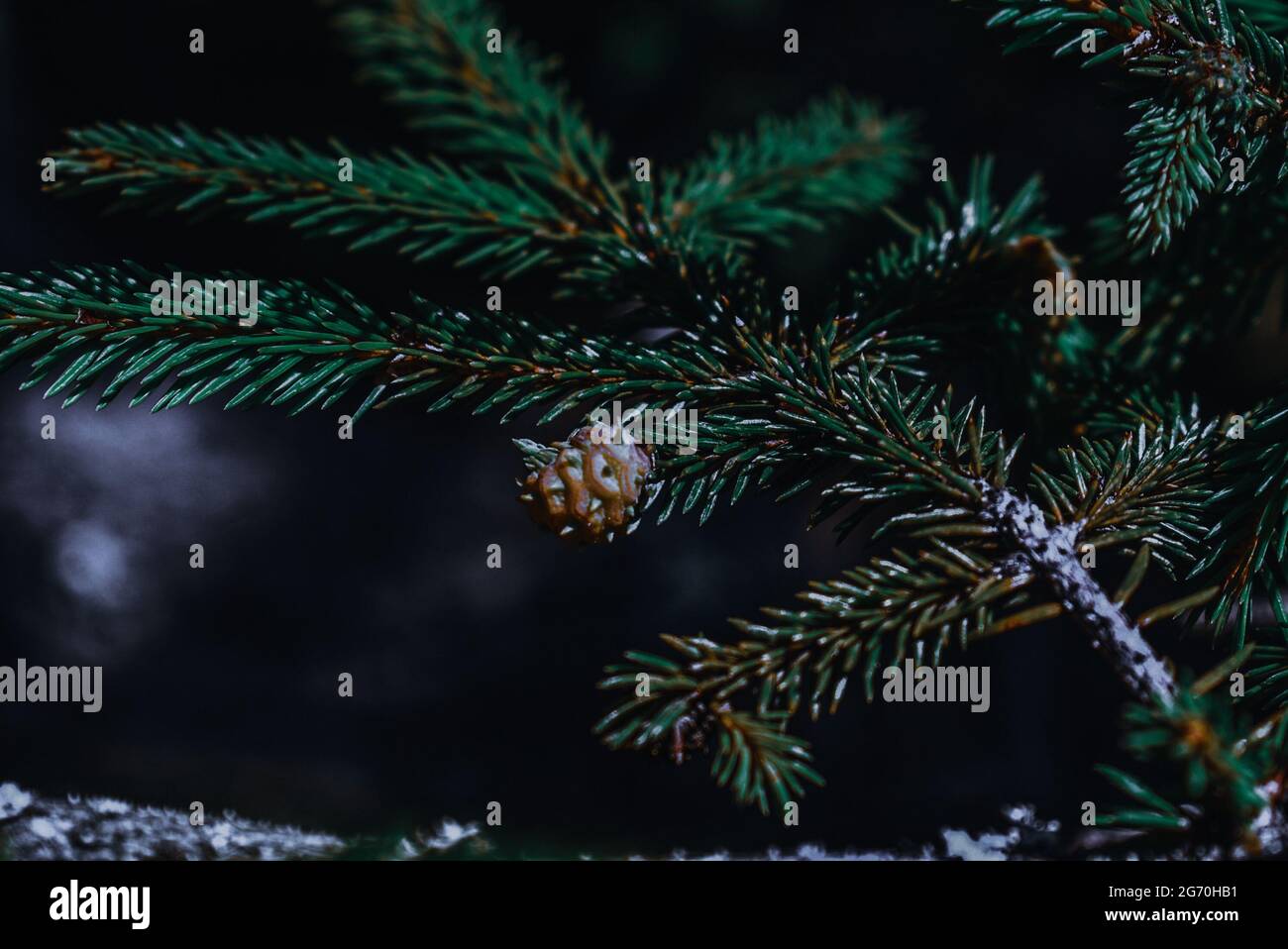 Closeup of a pine cone on a tree branch Stock Photo - Alamy
