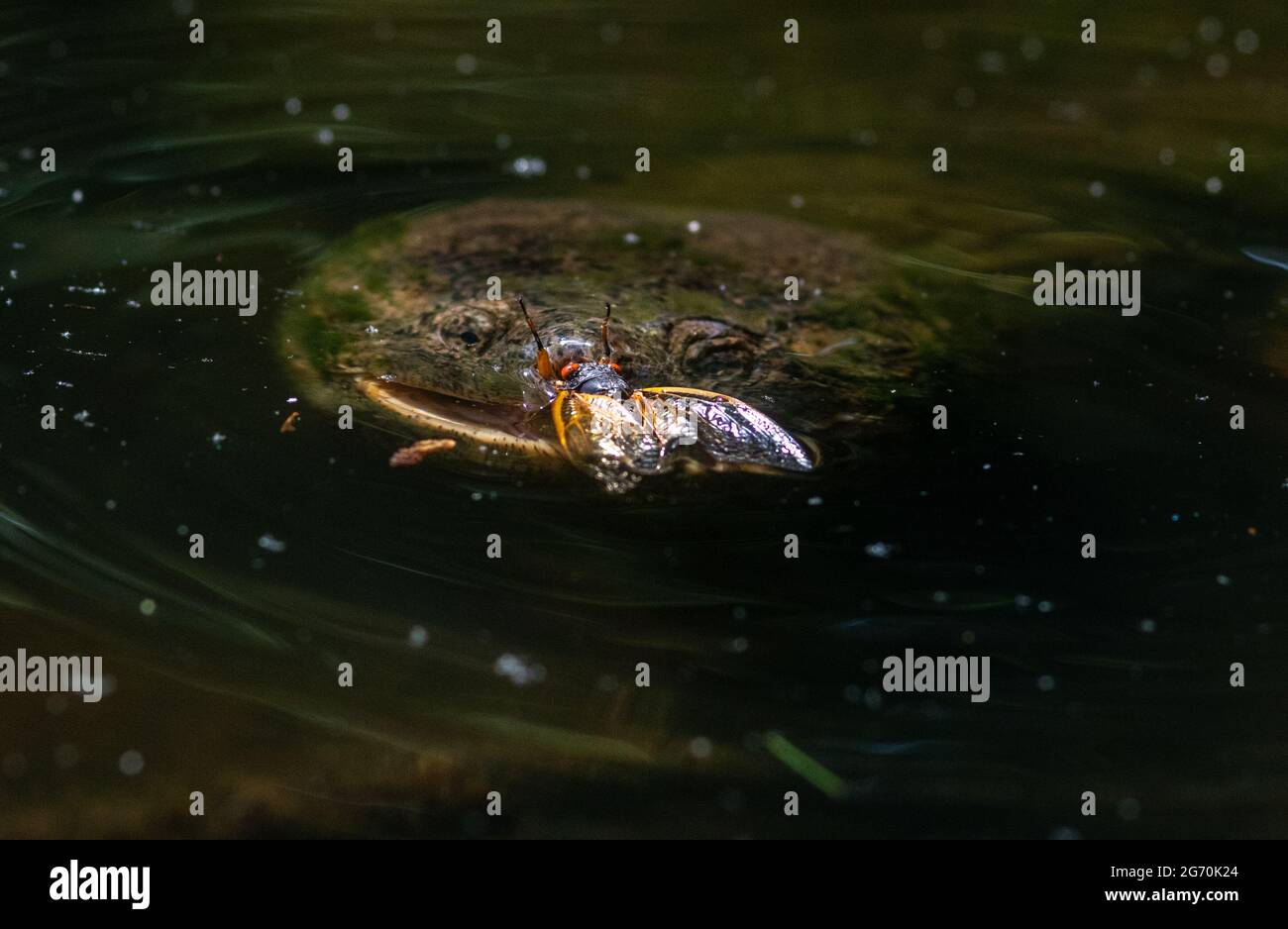 Common snapping turtle hunting and eating cicadas in a pond Stock Photo