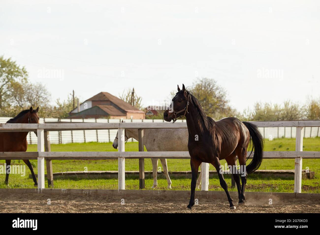 Young dark chestnut stallion walks in the paddock in summer Stock Photo