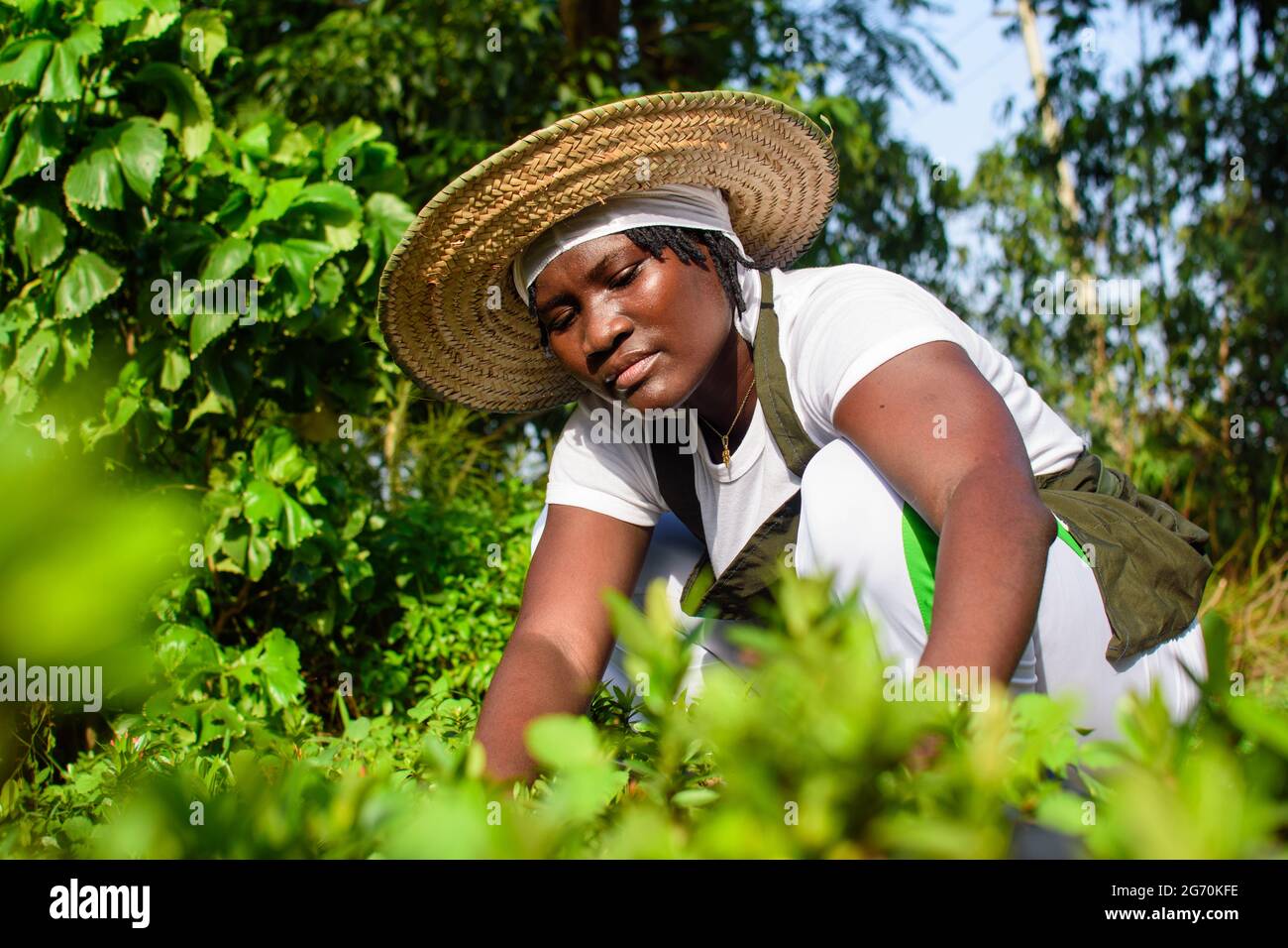 African female gardener, florist or horticulturist tending to flowers in a colorful garden Stock Photo