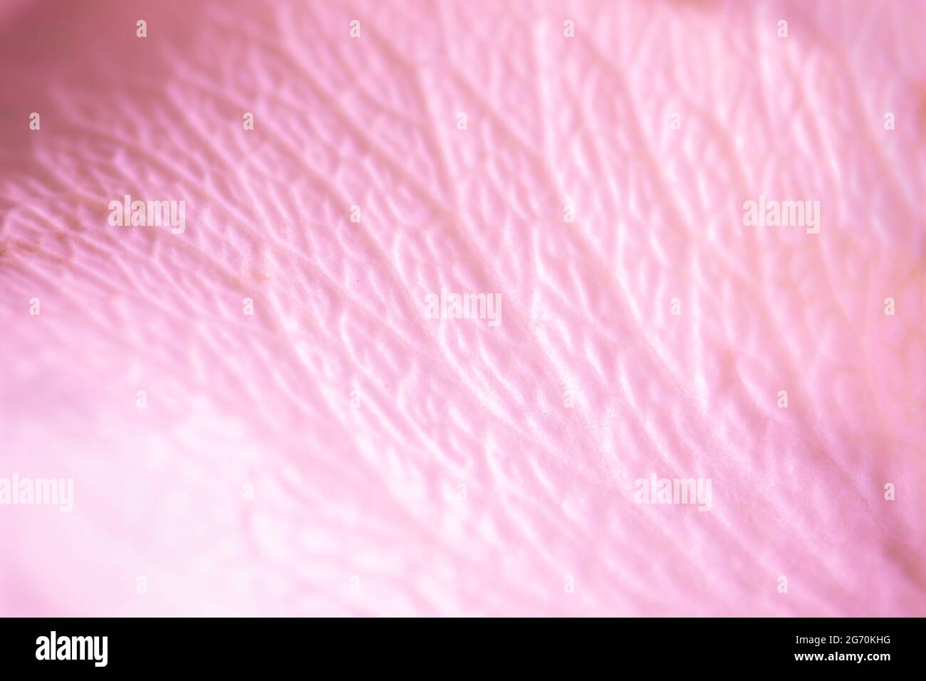 Tender pink rose petal texture. Macro photo of natural rose petal texture  background Stock Photo - Alamy