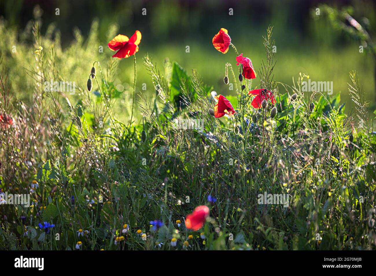 Wildflowers grasses after rain hi-res stock photography and images - Alamy