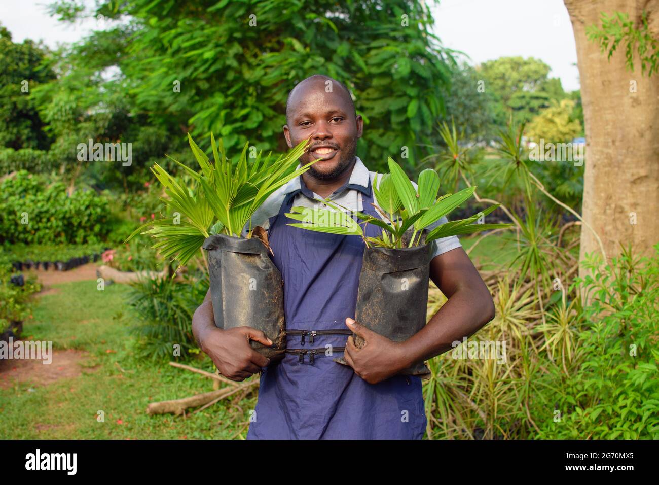 African male gardener, florist or horticulturist wearing an apron and working as he carries two plant bags of plants in a colorful flower garden Stock Photo