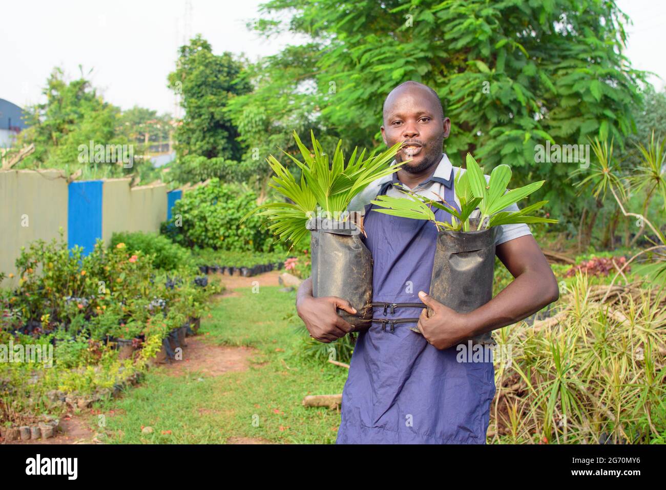 African male gardener, florist or horticulturist wearing an apron and working as he carries two plant bags of plants in a colorful flower garden Stock Photo
