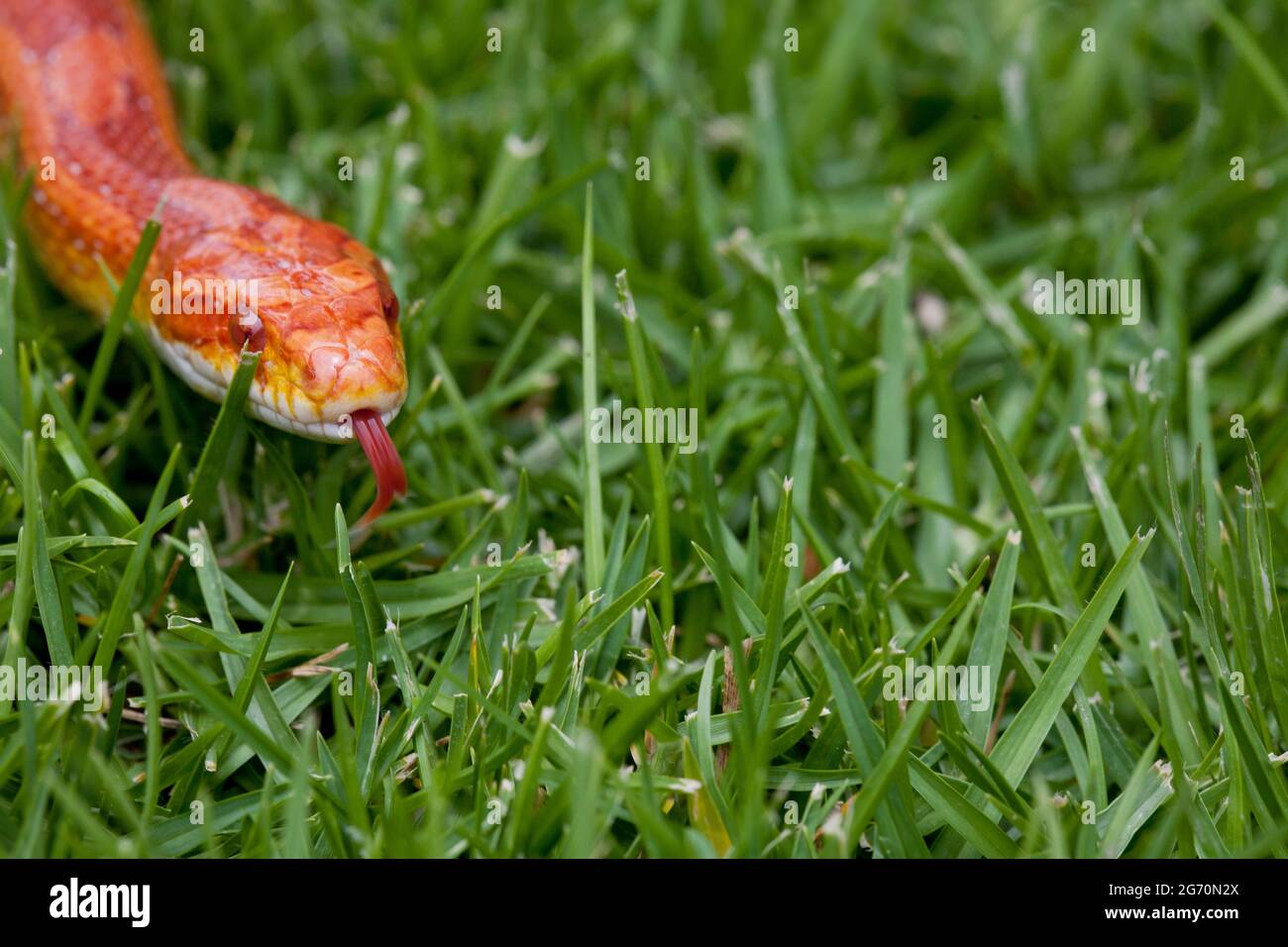 Corn Snake slithering through grass Stock Photo