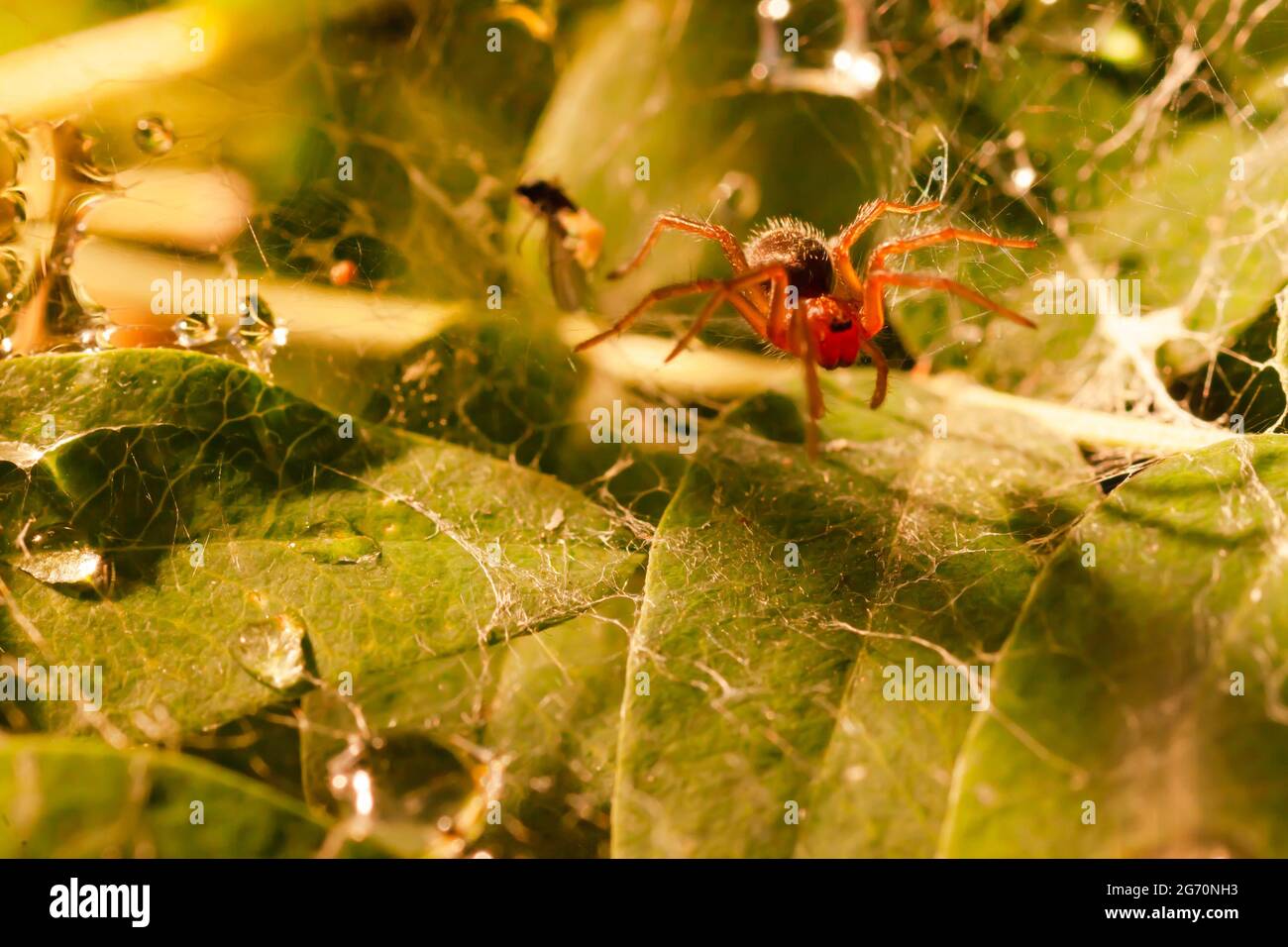 A small spider in a cobweb in green foliage. Raindrops Stock Photo Alamy