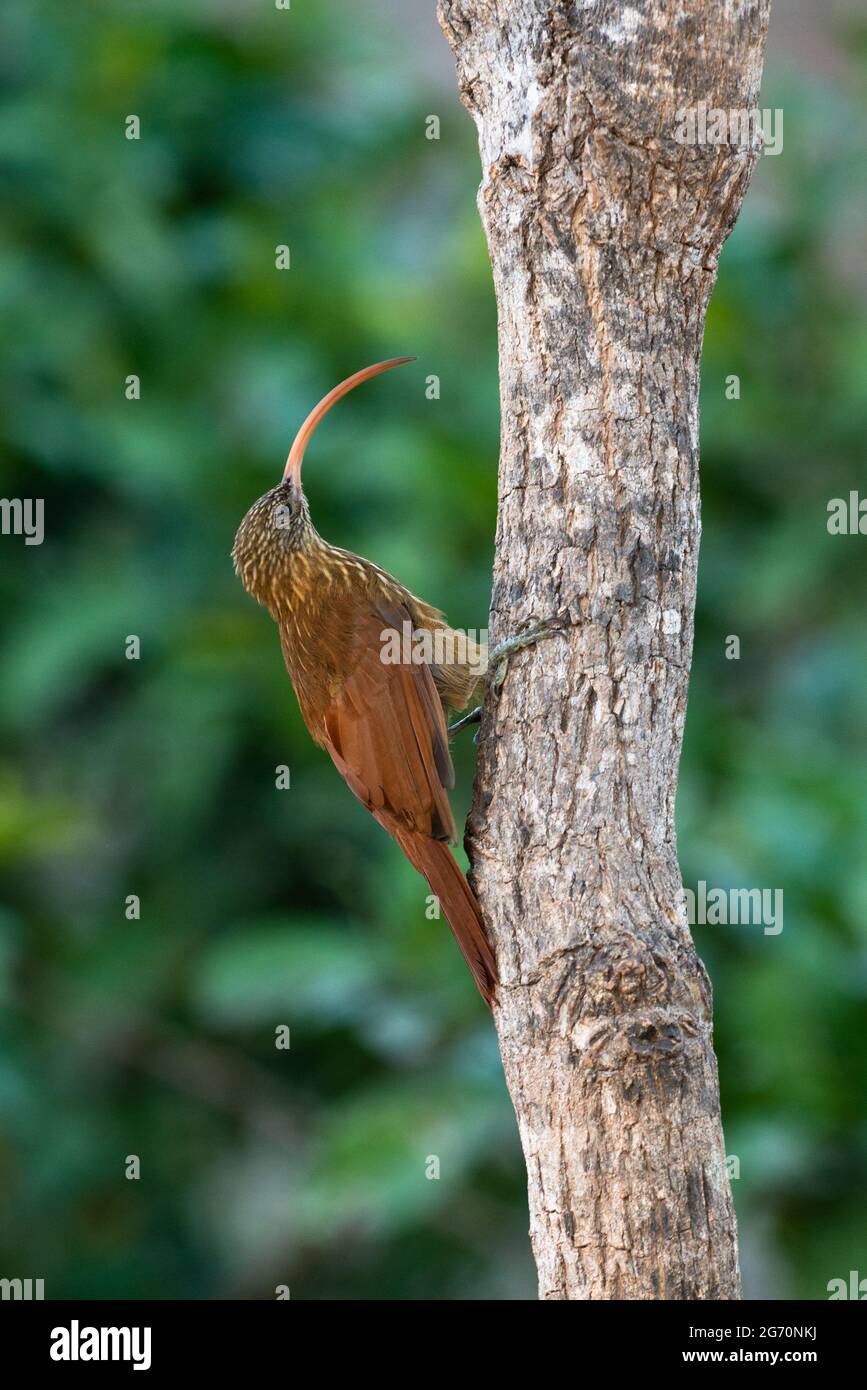 A Red-billed Scythebill (Campylorhamphus trochilirostris) from North Pantanal, Brazil Stock Photo