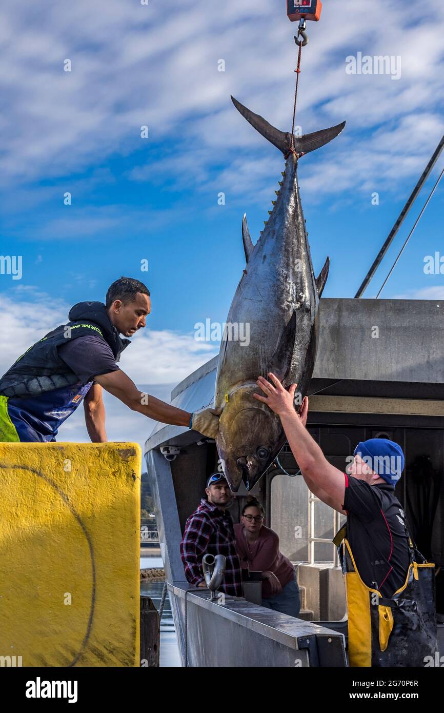 Tuna fishing in Bermagui, New South Wales, Australia Stock Photo Alamy