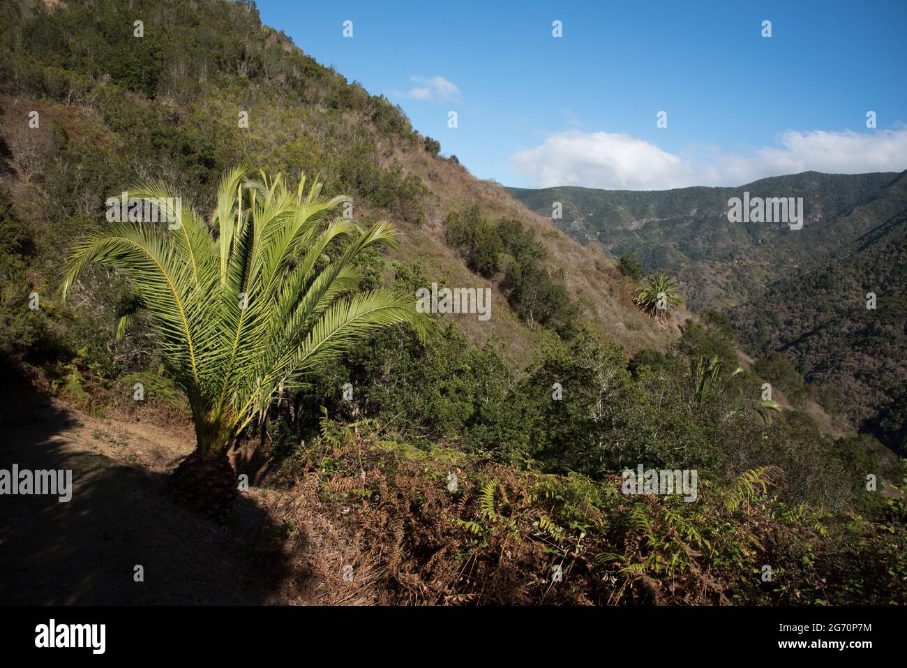 An old camino or pathway leads from Vallehermoso through palm trees in Barranco de los Gallos valley to the Garajonay nationalpark of La Gomera Stock Photo