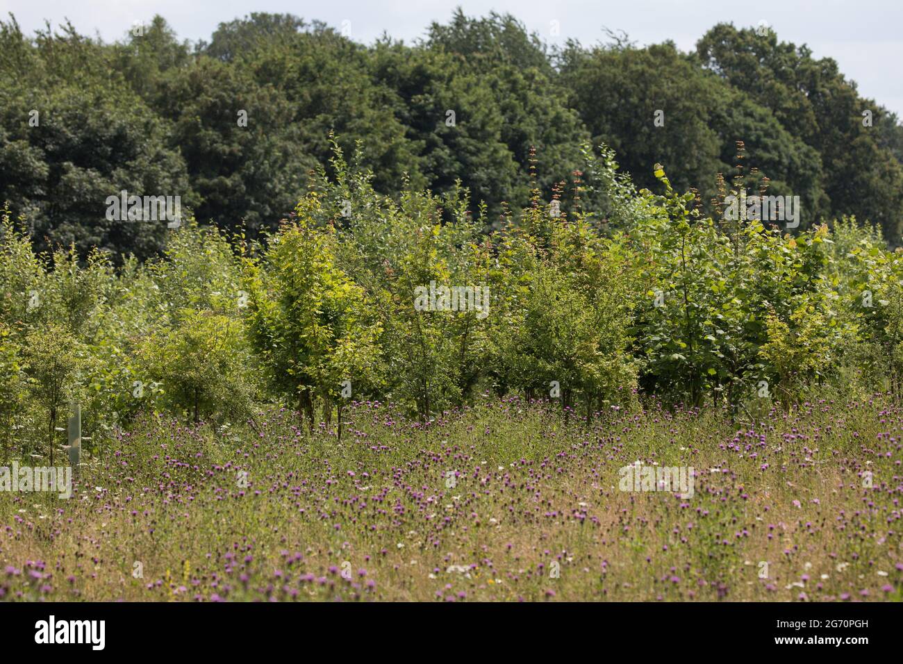 West Hyde, UK. 9th July, 2021. Saplings planted by way of environmental mitigation close to the South Portal site for the Chiltern tunnel section of the HS2 high-speed rail link. HS2 Ltd has announced the launch of the second 2,000-tonne tunnel boring machine (TBM) at the site, named Cecilia after astronomer and astrophysicist Cecilia Payne-Gaposchkin, to excavate a second 10-mile tunnel beneath the Chilterns. Credit: Mark Kerrison/Alamy Live News Stock Photo