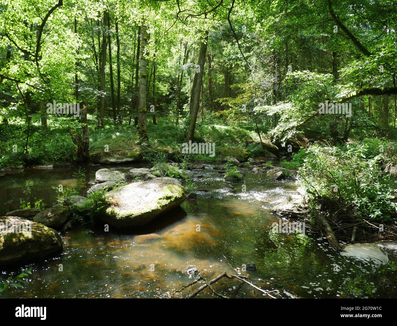 Shot of a river in a green forest Stock Photo - Alamy