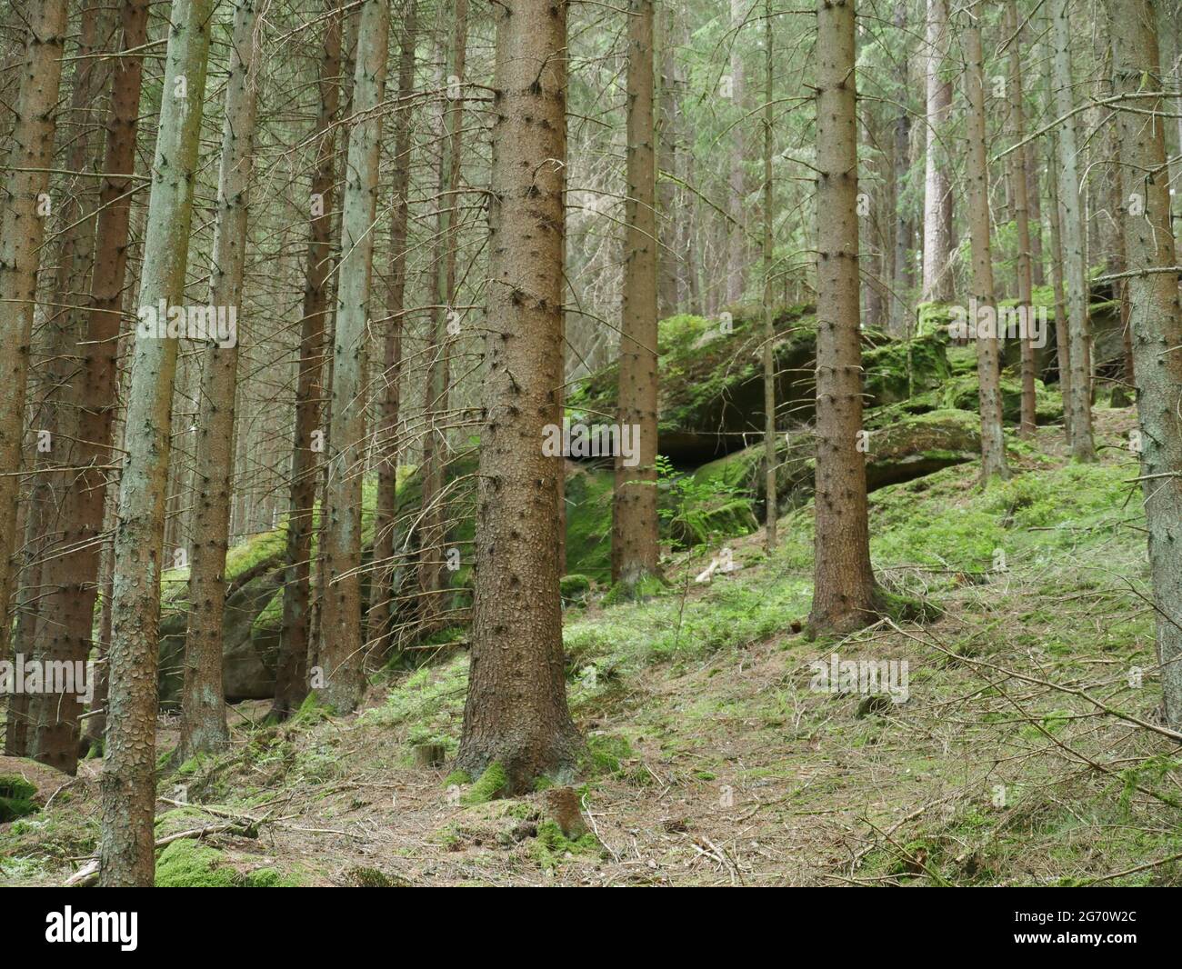 Shot of tall trees in a forest Stock Photo - Alamy