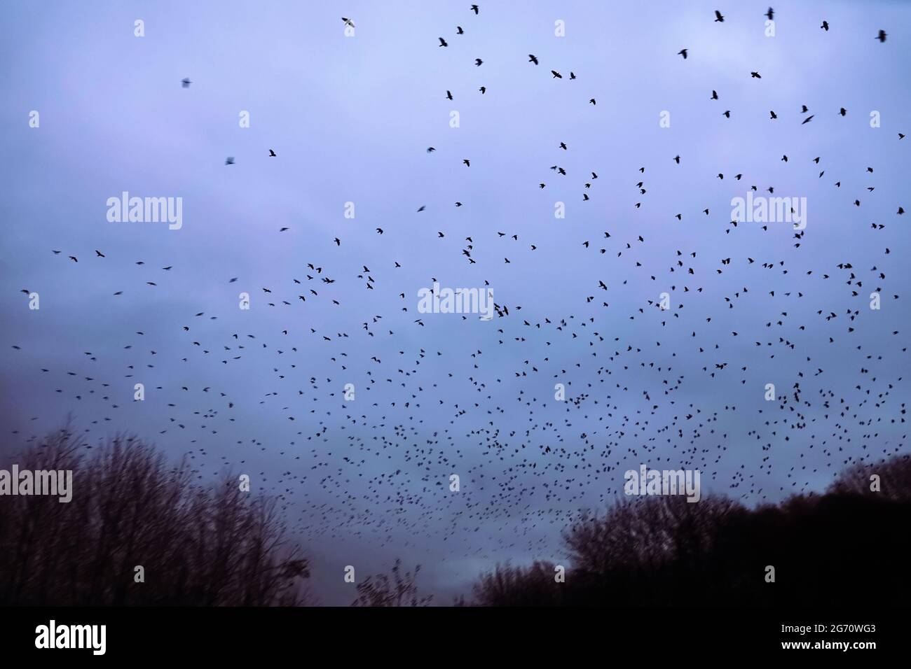 A flock of rooks in the sky. Giant Flock - The wings of birds obscure ...