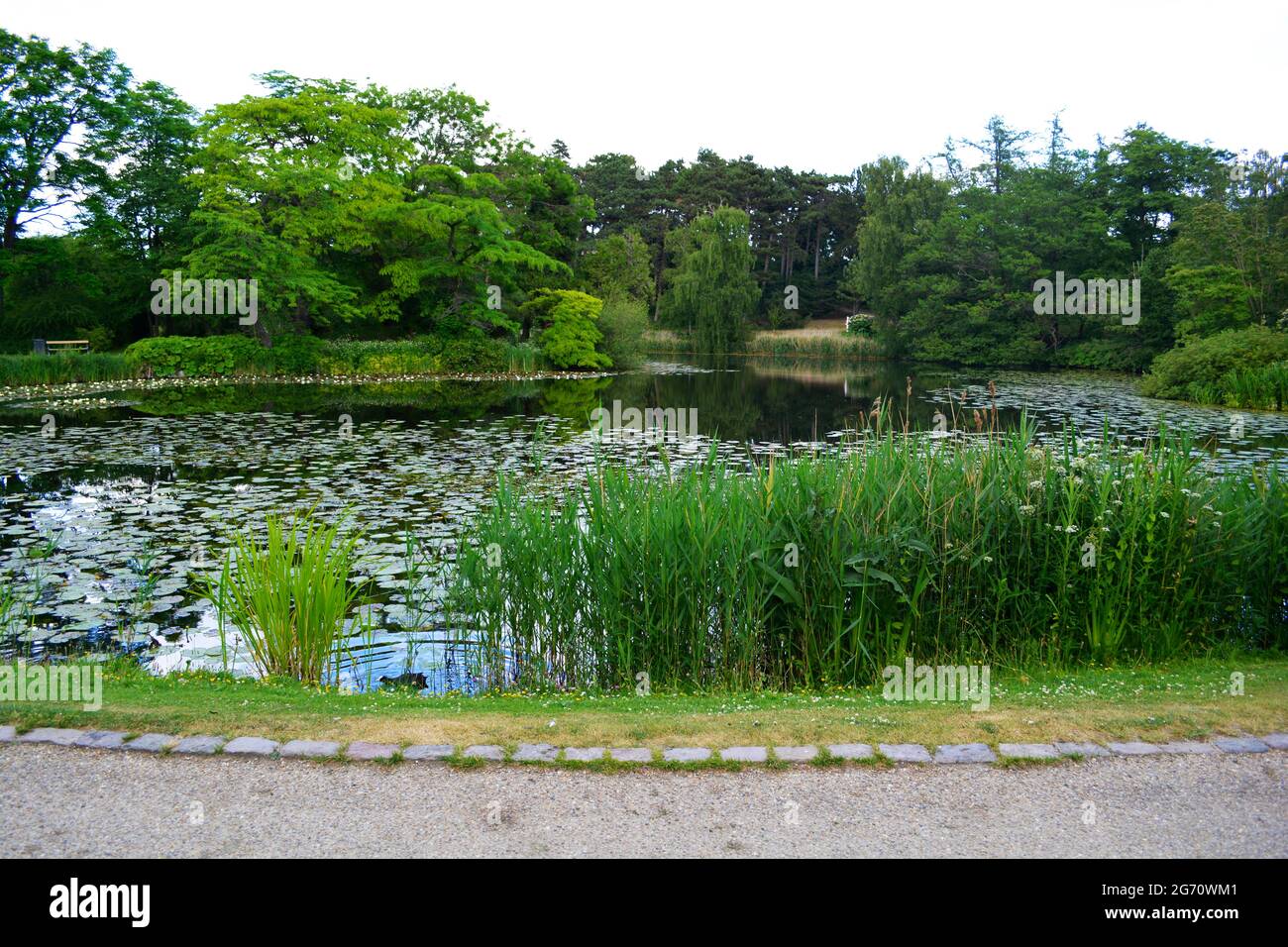 Denmark July 2021: Beautiful nature, trees and plants at the open area of The University of Copenhagen Botanical Garden Stock Photo - Alamy