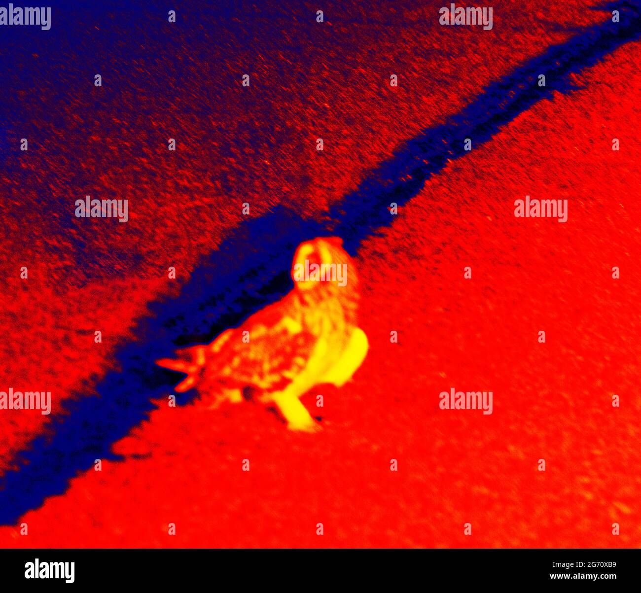 Owl on the road, Scanning animal's body temperature with thermal imager