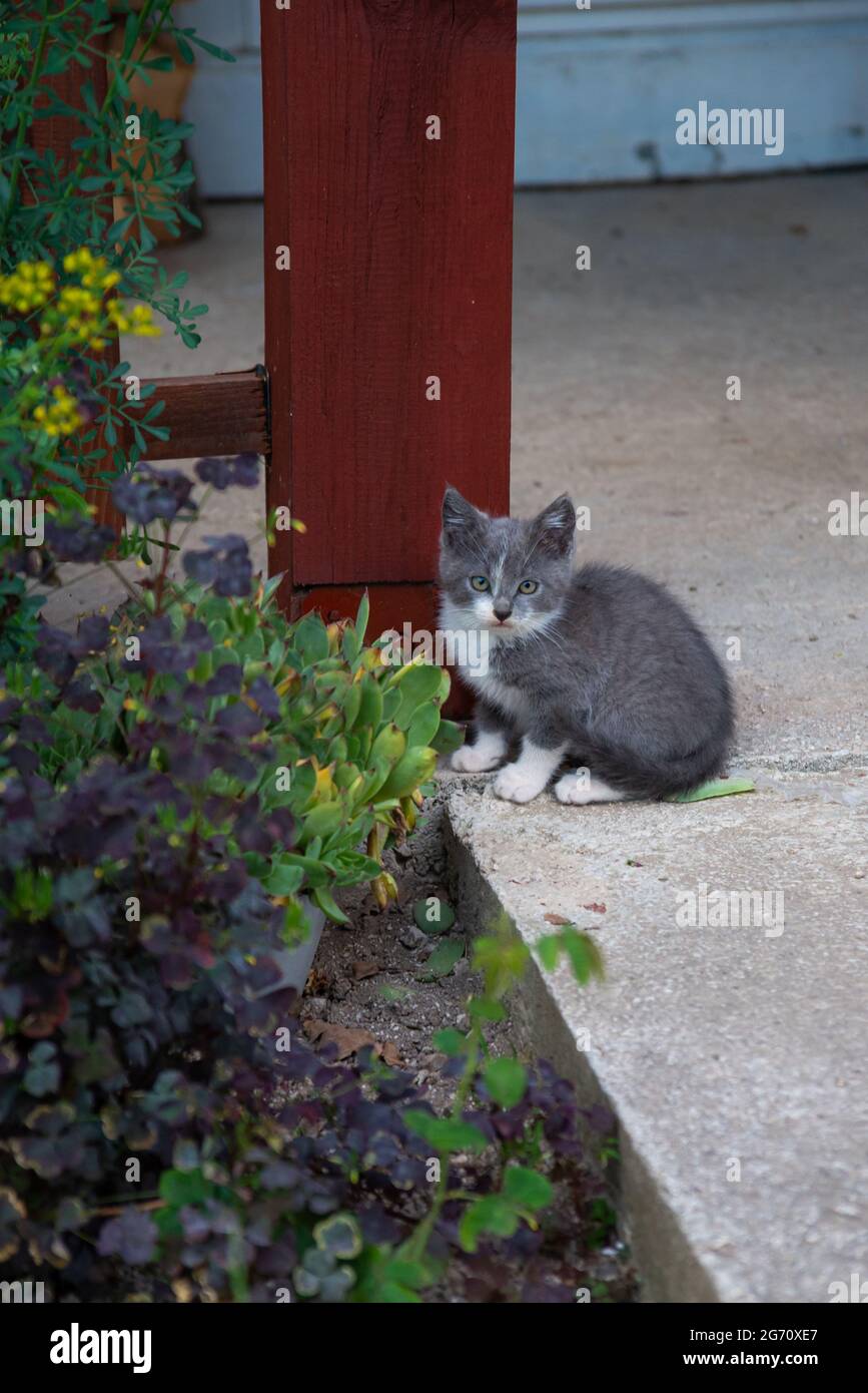 cute little kittens outdoors in the garden Stock Photo - Alamy
