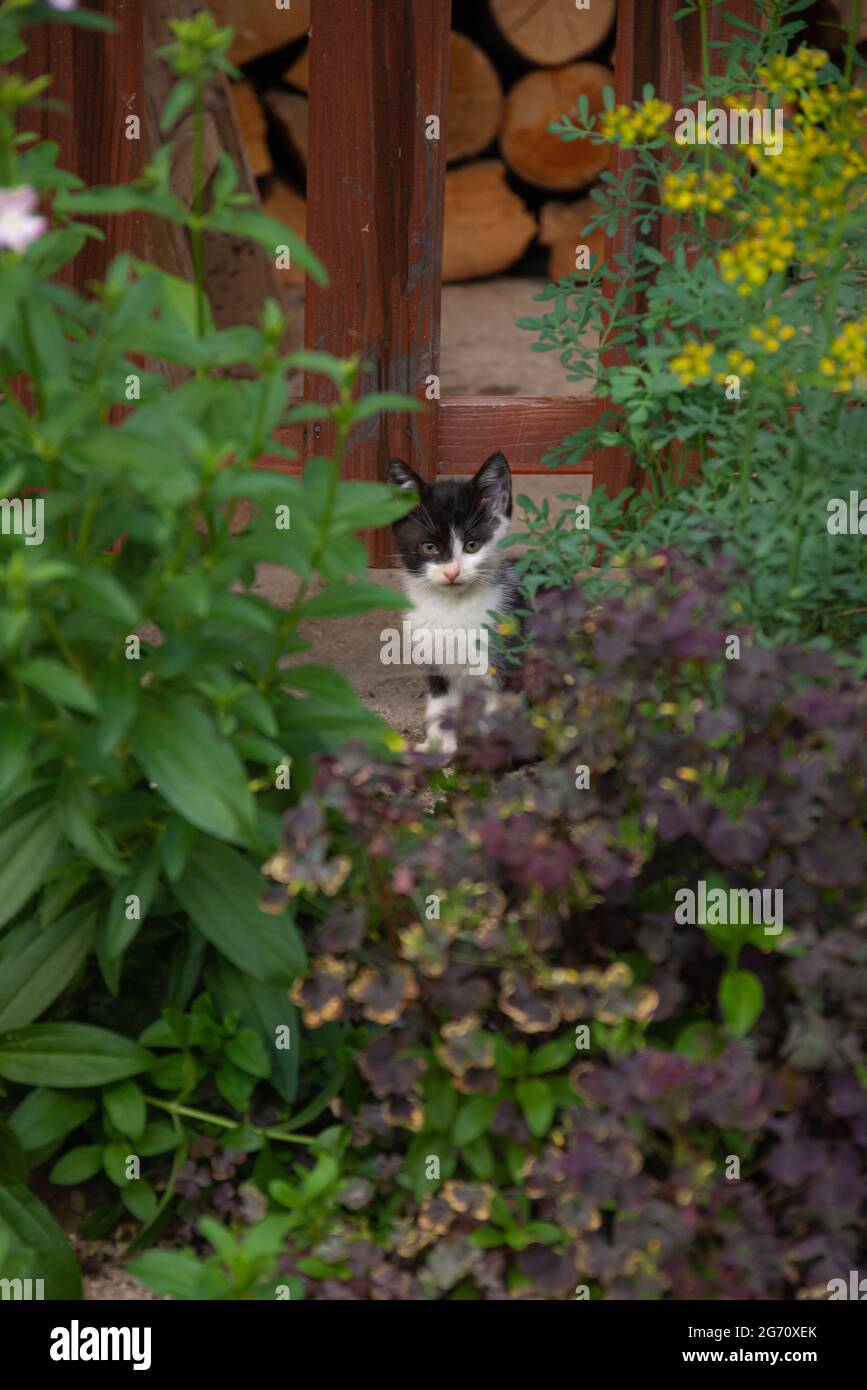 cute little kittens outdoors in the garden Stock Photo - Alamy