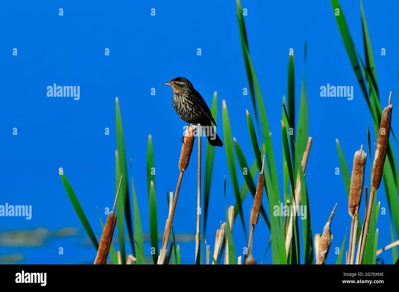 A female Blackbird "Agelaius phoeniceus" perched on a cattail reed in rural Alberta Canada. Stock Photo