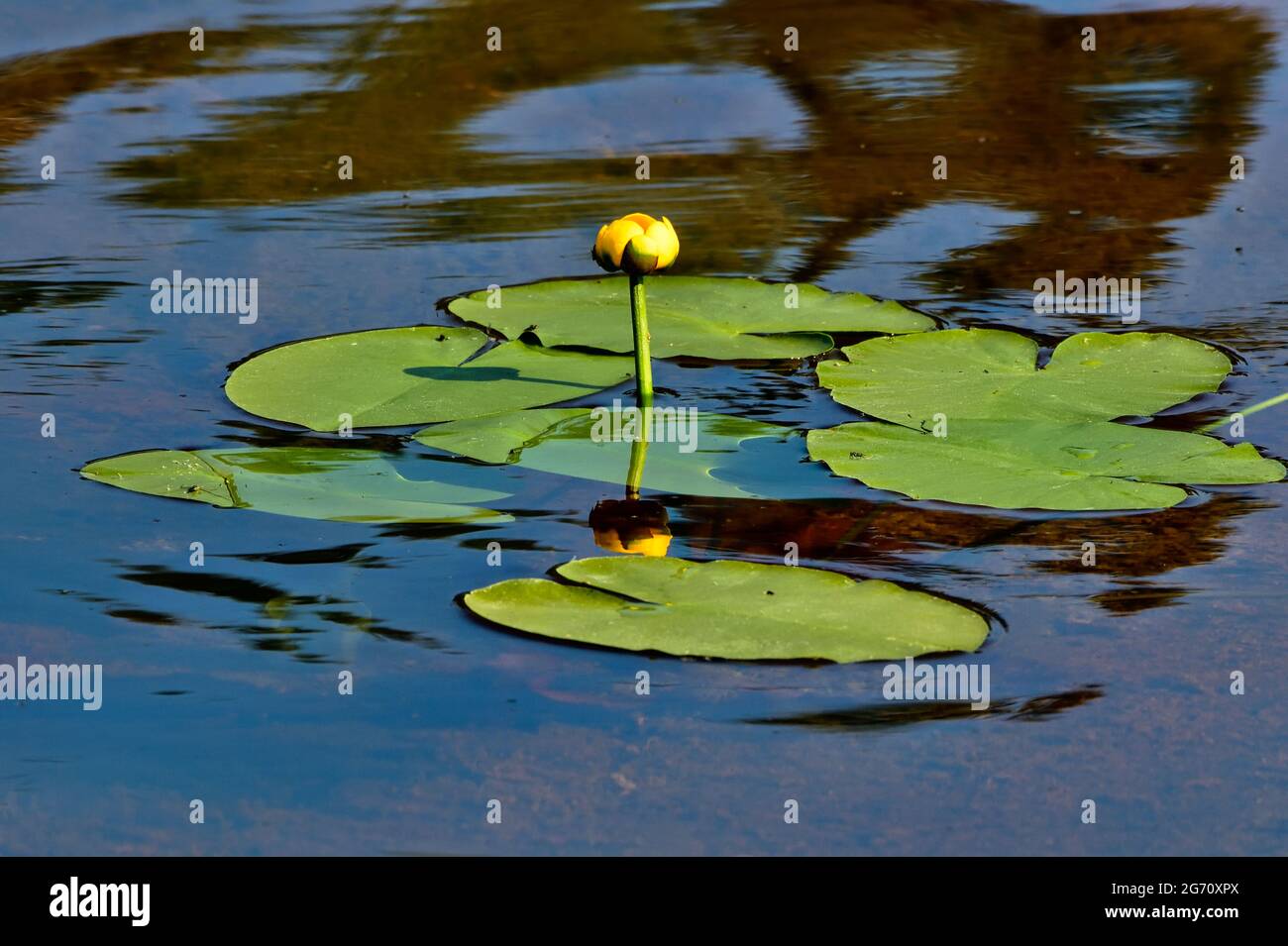 Lily pads with yellow blossoms "Nuphar lutea", growing in a shallow water pond Stock Photo