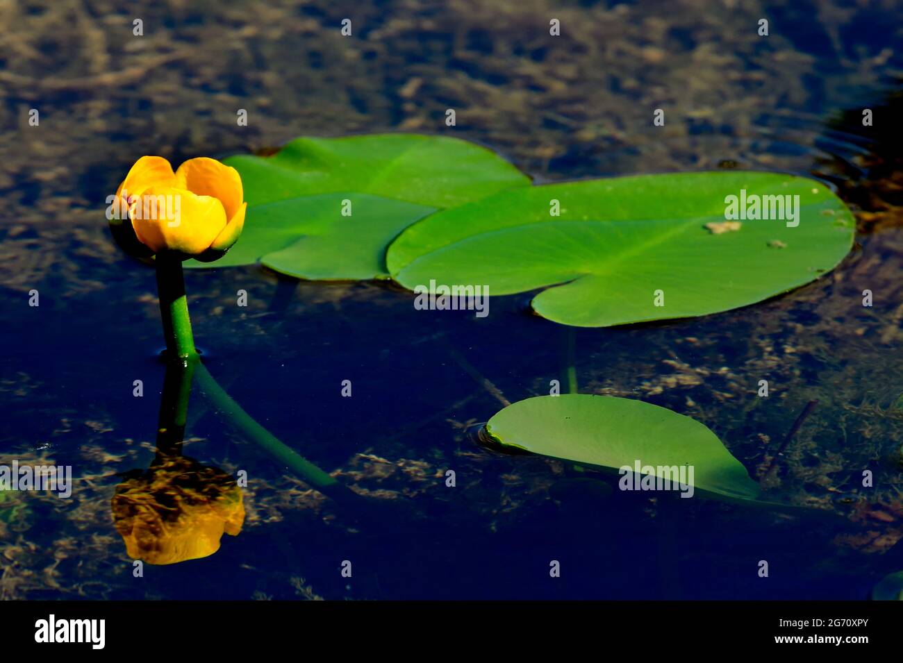 Lily pads with yellow blossoms 'Nuphar lutea', growing in a shallow water pond Stock Photo