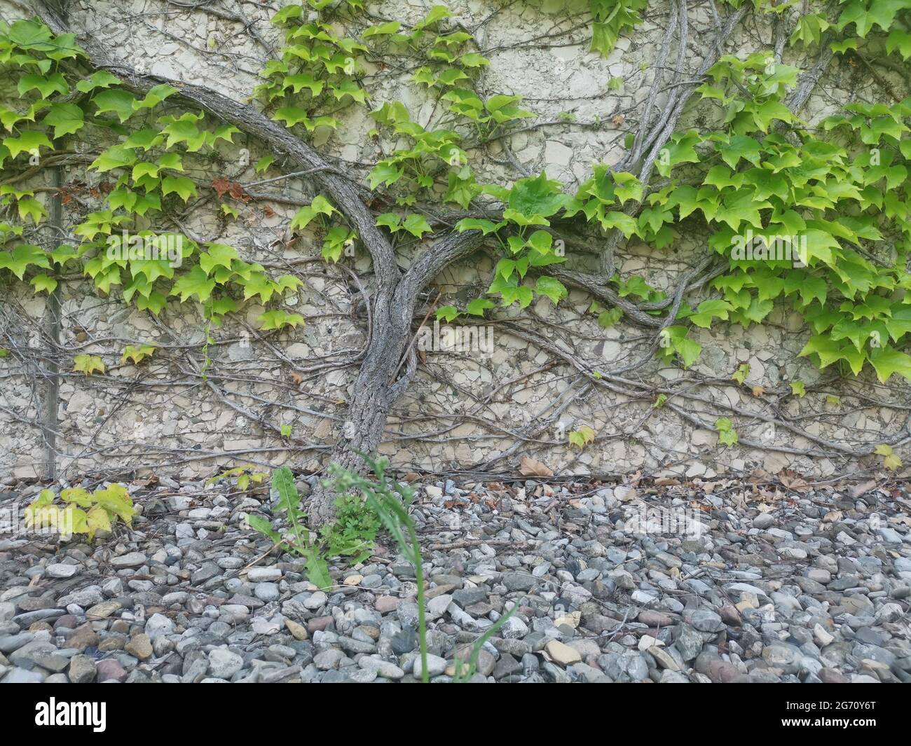 Closeup shot of weeds and roots growing on a wall Stock Photo - Alamy