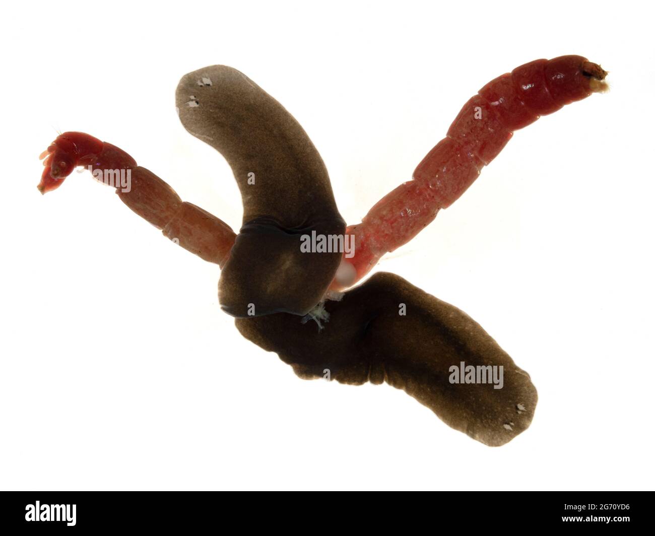 two freshwater flatworms (planaria) (Schmidtea polychroa) feeding on a dead bloodworm (chironomid larve). The upper specimen has everted its tubular p Stock Photo