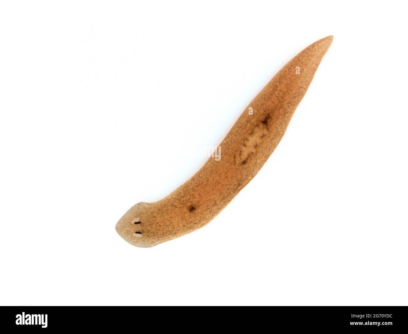 A  specimen of the freshwater triclad flatworm (planarian) Cura foremanii. Isolated. This species is native to freshwater in North America Stock Photo