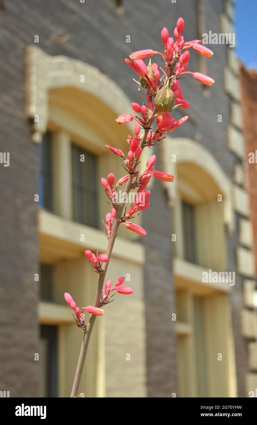 Selective focus of red Scarlet firespike flowers against a blurry building in the background Stock Photo