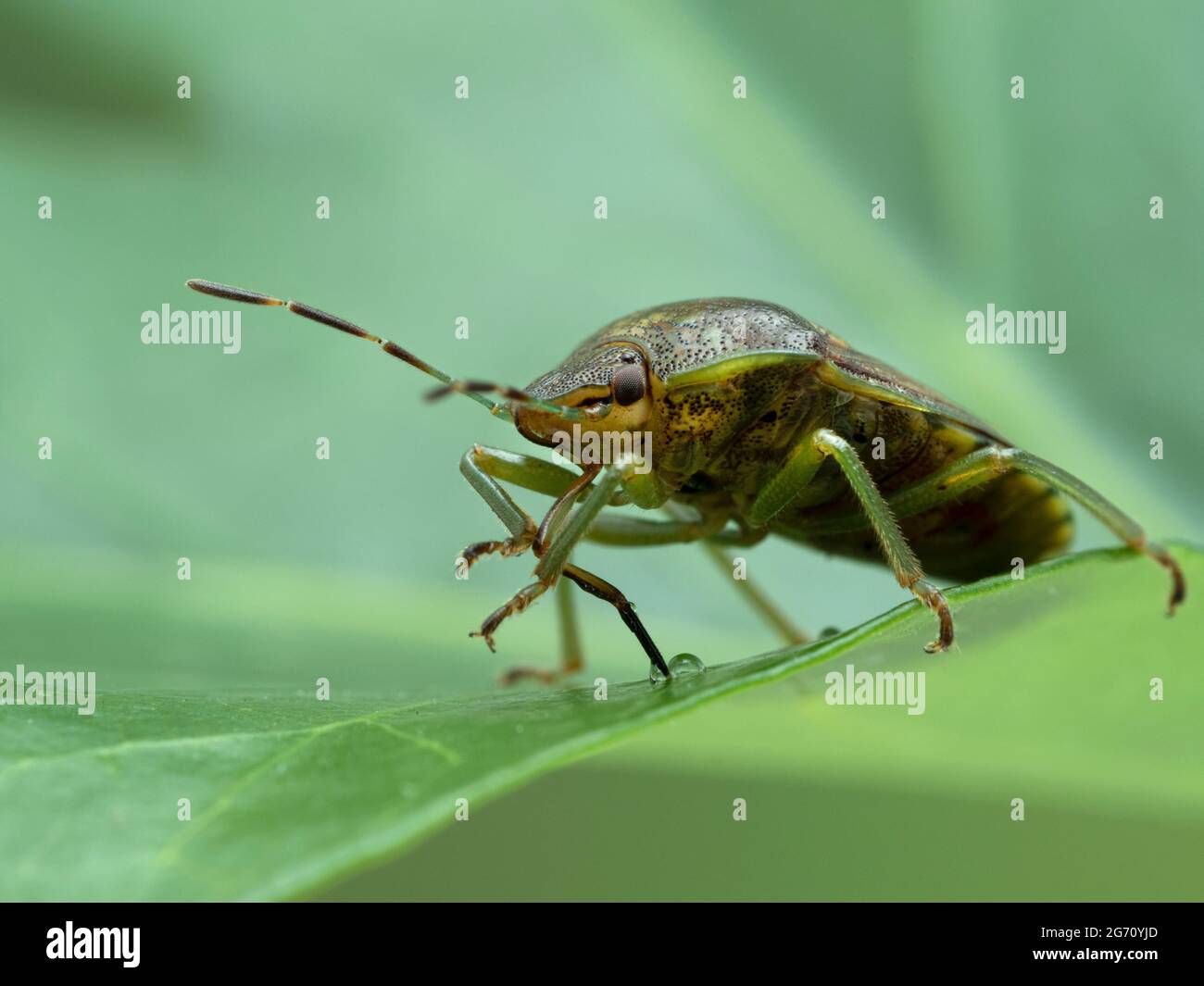 close-up of a green burgundy stink bug, Banasa dimidiata, drinking from a drop with its long articulated proboscis Stock Photo