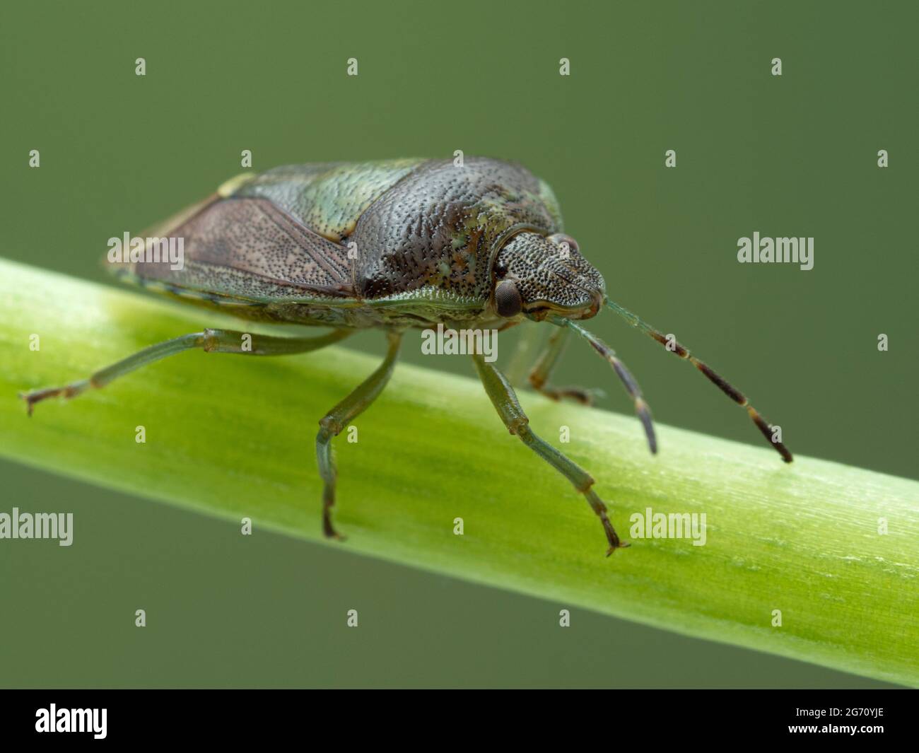 close-up of a green burgundy stink bug (Banasa dimidiata) walking on a plant stem Stock Photo