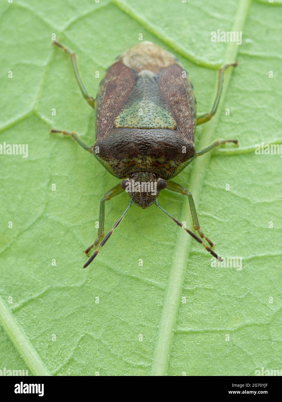 vertical image of a green burgundy stink bug (Banasa dimidiata) from above, walking on a leaf Stock Photo