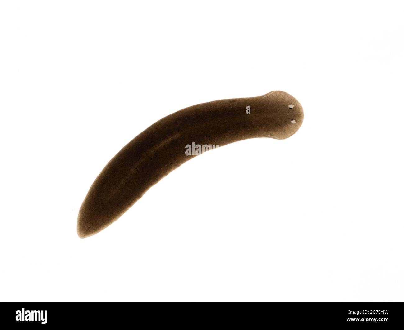 A typical specimen of the freshwater triclad triclad flatworm (planarian) Schmidtea polychroa. This species is native to rivers and lakes in Europe an Stock Photo