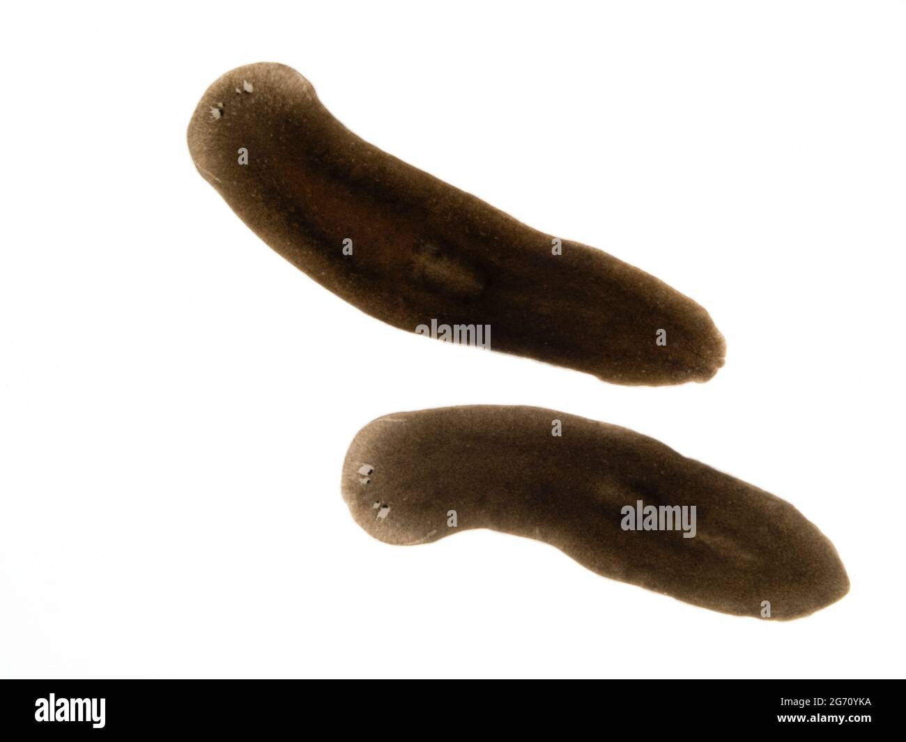 two freshwater triclad triclad flatworms or planaria (Schmidtea polychroa) moving across the bottom of a glass dish. These are unusual because they ea Stock Photo