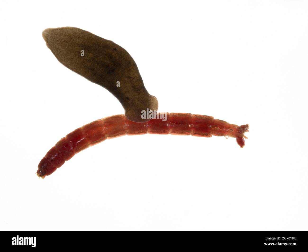 a freshwater triclad flatworm (planarian) (Schmidtea polychroa) approaching a dead bloodworm (chironomid midge larva) as a possible source of food Stock Photo