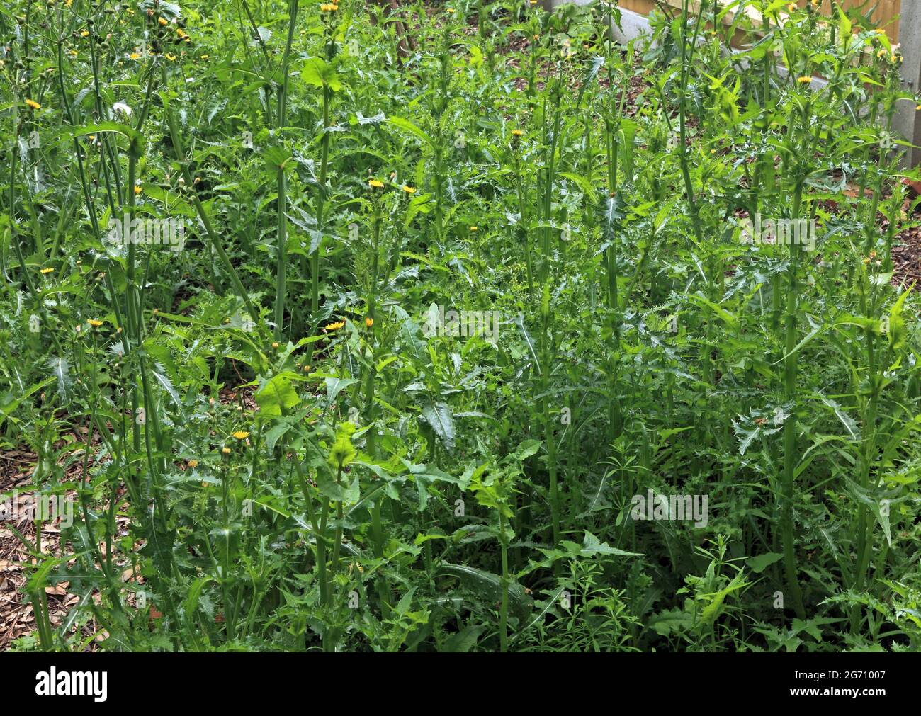 Garden, overgrown, weeds, thistles, weed, thistle, untended Stock Photo