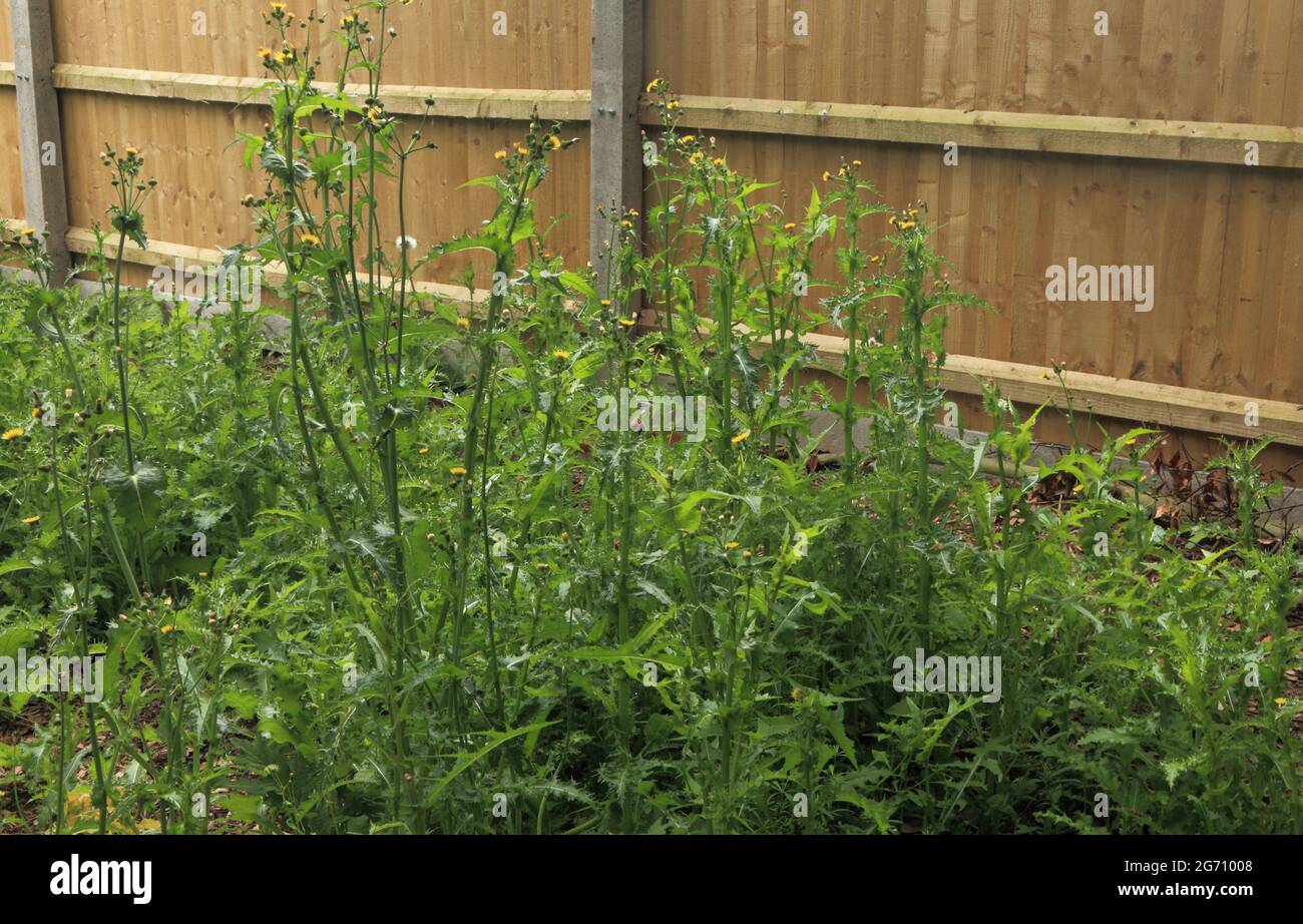 Garden, overgrown, weeds, thistles, weed, thistle, untended Stock Photo