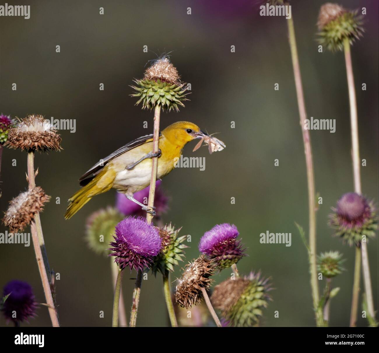 Female Bullocks Oriole feeding on a moth in a thistle field, The bullocks are named after a amateur naturalist named William Bullock. Stock Photo