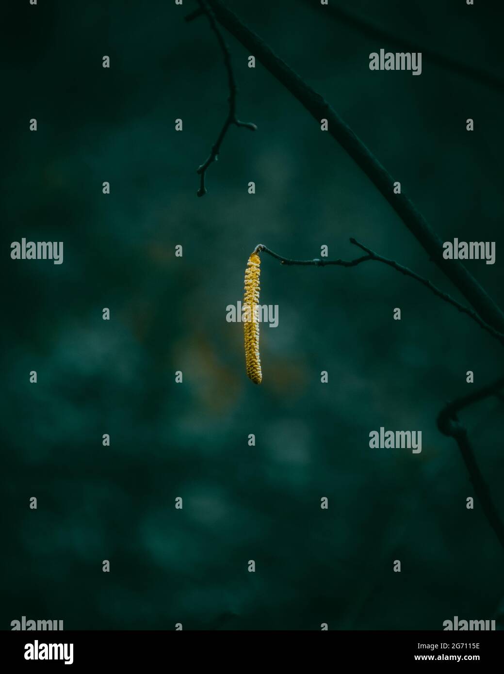Vertical shot of isolated yellow common hazel earring hanging on a shoot on dark background Stock Photo