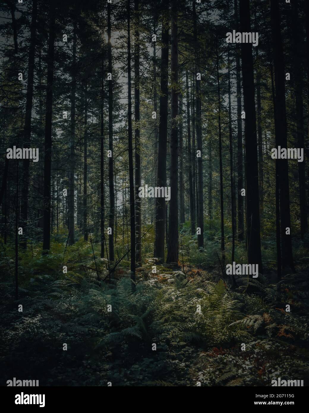 Vertical shot of tall thin trees in a forest without sunlight Stock ...
