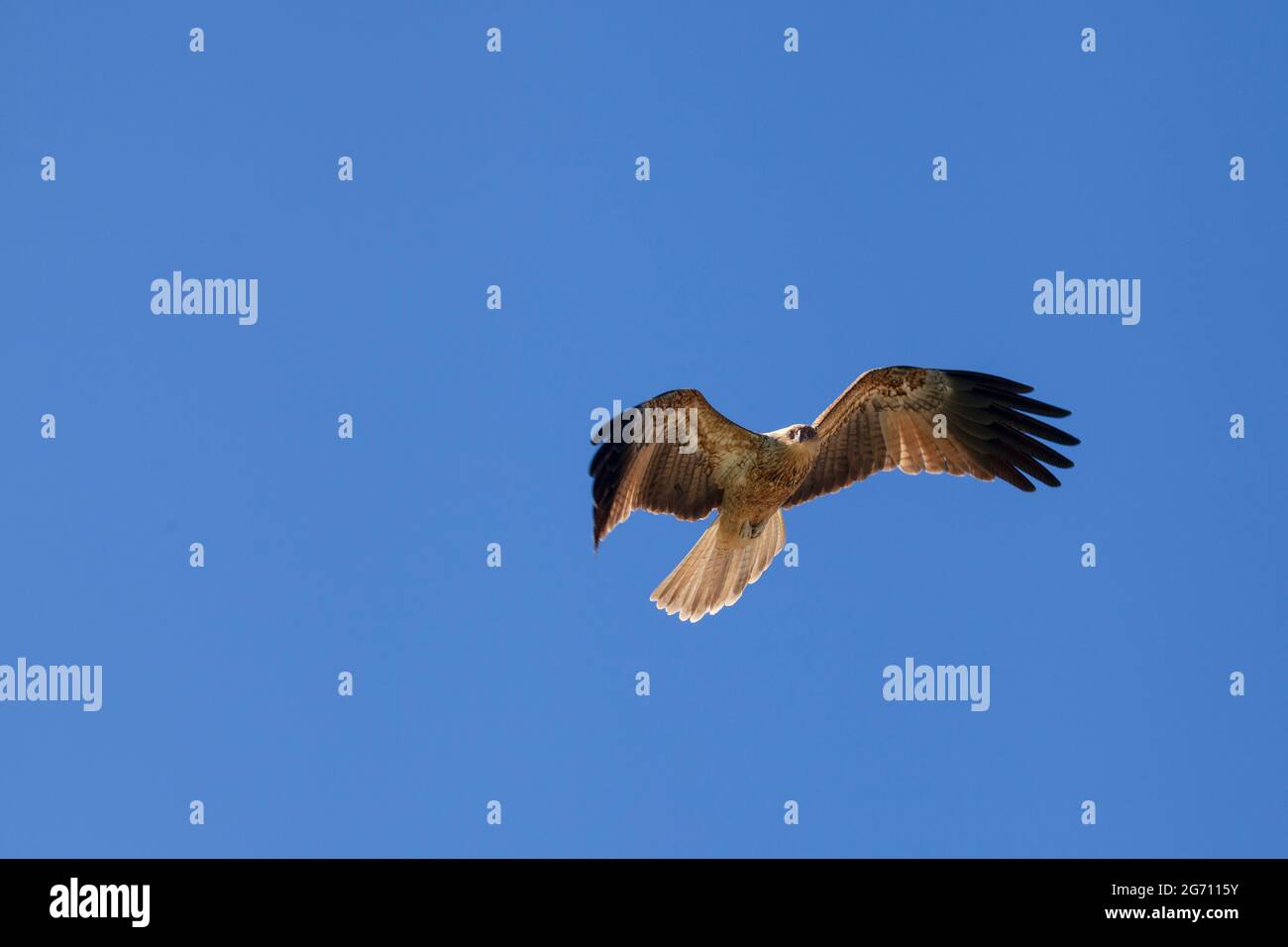 Whistling Kite (Haliastur sphenurus)  Moreton Island, Queensland, Australia Stock Photo