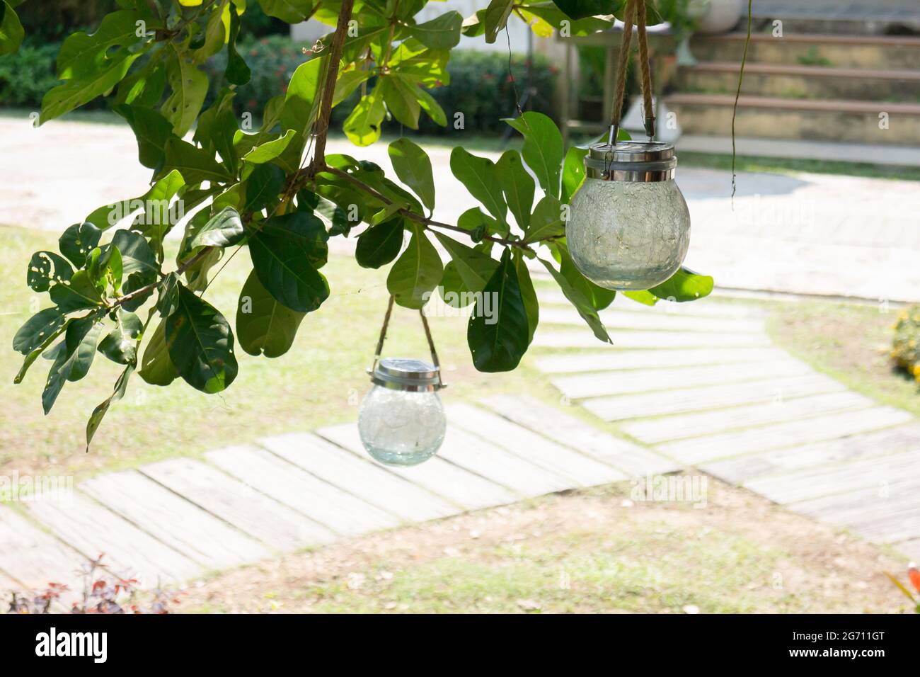 Summer garden with green leaves plant, stock photo Stock Photo - Alamy